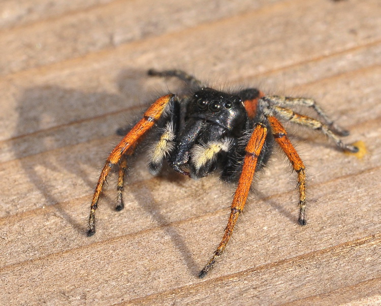 Philaeus chrysops